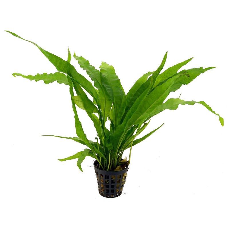 AP-MICROSORIUM PTEROPUS 5 CM POT