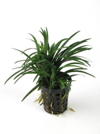 AP-OPHIOPOGON KYOTO 5 CM POT