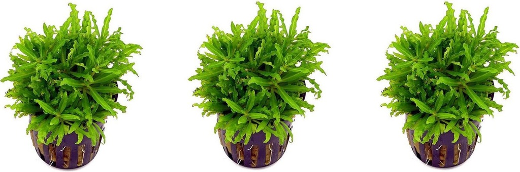 AP-POGOSTEMON HELFERI 5 CM POT