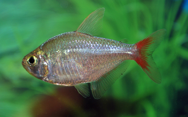 B6 COLOMBIAZALM - HYPHESSOBRYCON COLUMBIANUS