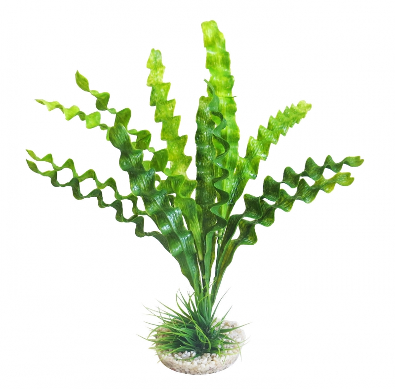Sydeco Aponogeton Plant 31cm