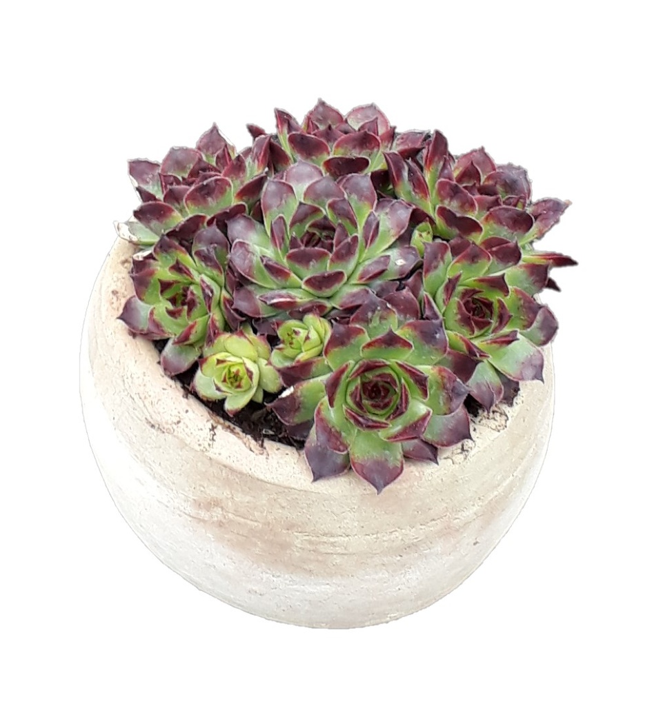 Kogelpot groot 170
