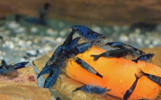 B13 Garnaal Neocaridina Davidi Blue Rili M