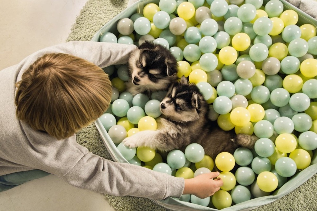 BZ PUPPY SPEELBALLEN V BALLENB 200X