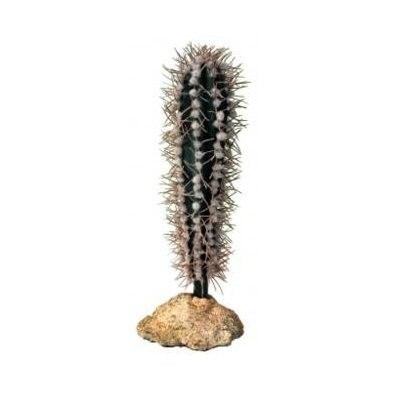Cilinder cactus