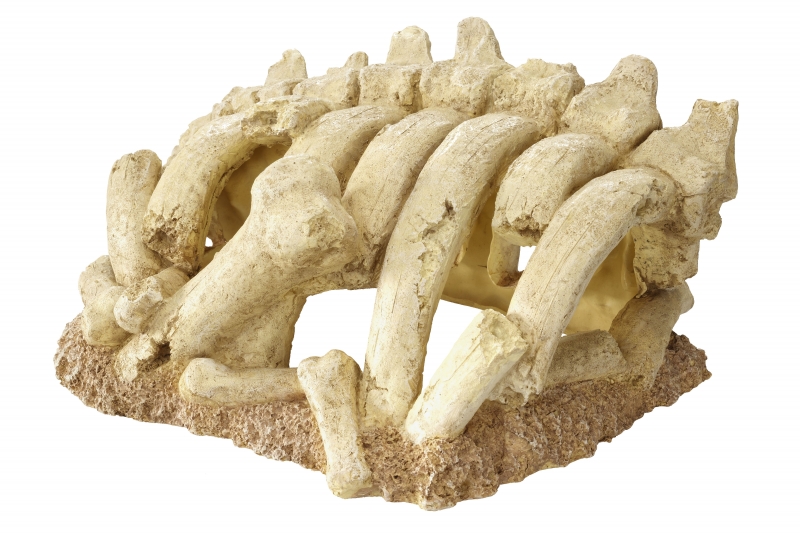 Skelet romp XL - 33x23x15,5cm