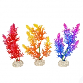 Plant Elodea Densa M - Color gemengde kleuren
