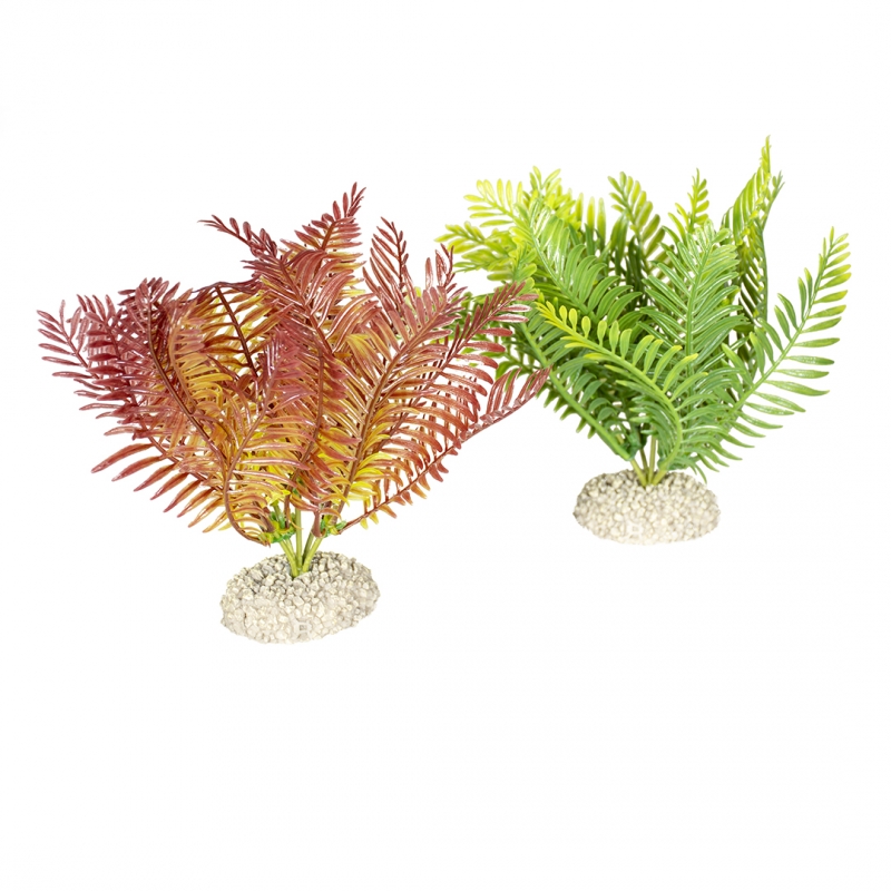 Plant Bolbitis M gemengde kleuren