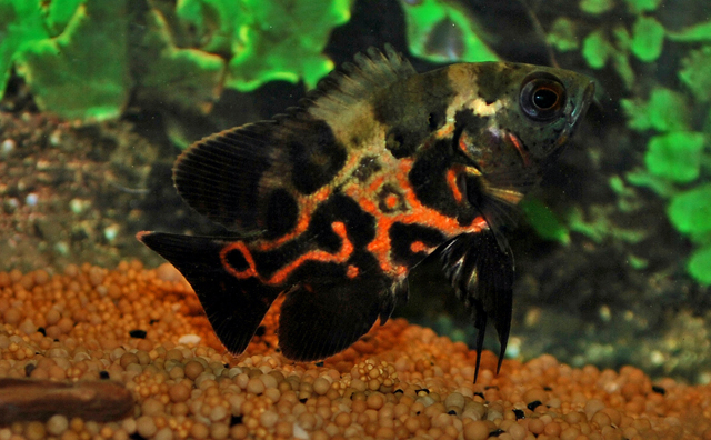 # Pauwoog Cichlide ASTRONOTUS OCELLATUS.
