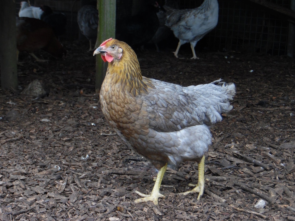 #  Boeren legkip Koningsberger, zilverhals, Susex