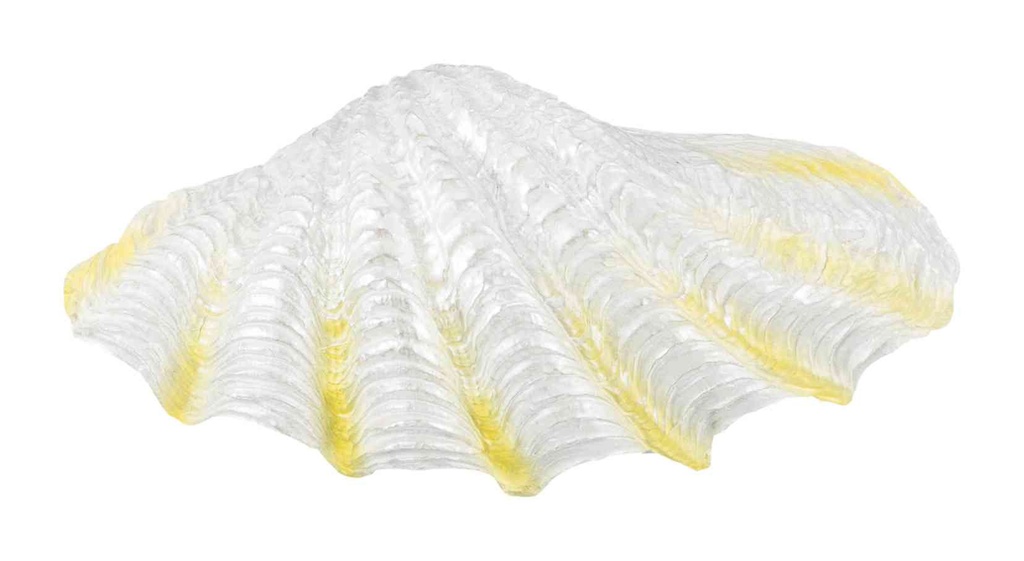 8 Schelpen, 6–9 cm, assorti