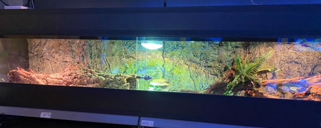 # Terrarium + inrichting 200Bx50Hx50D cm