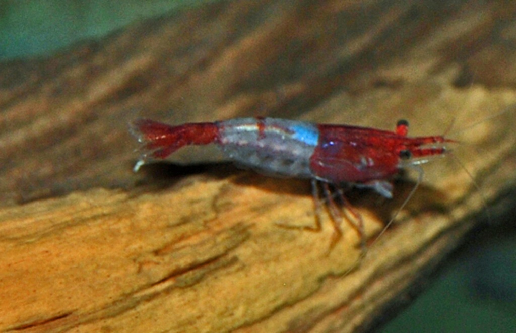 B13 * Garnaal Neocaridina Davidi Red Rili M