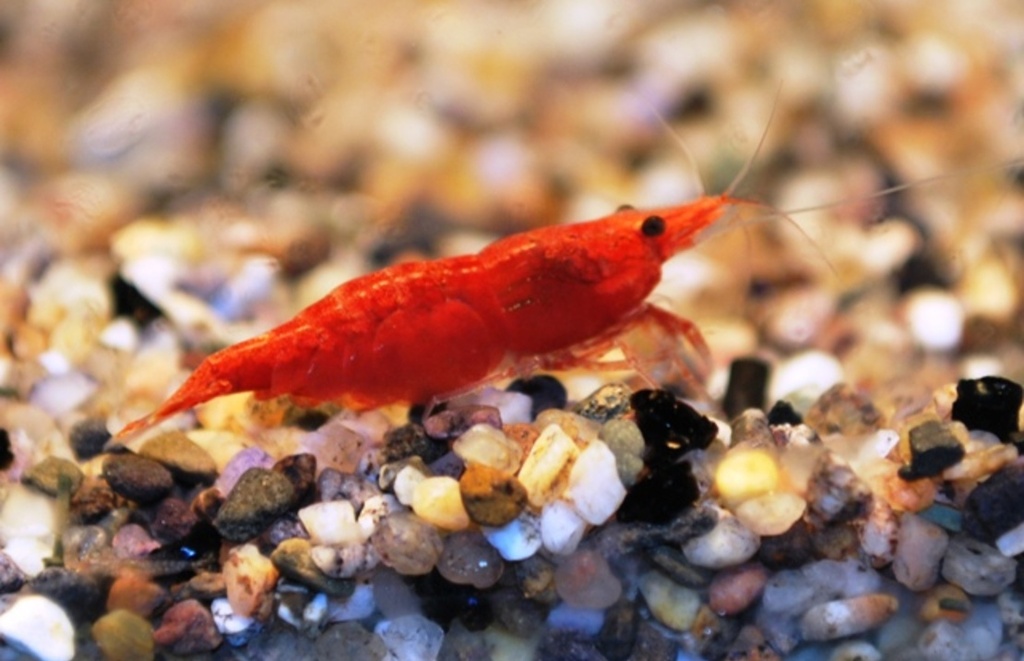 B13 * Garnaal Neocaridina Davidi Red Fire