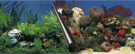 POSTER ACHTERWAND STONE & CORAL 120x50cm