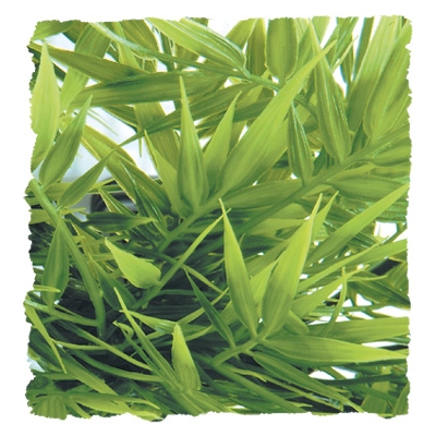 Medium Madagascar Bamboo