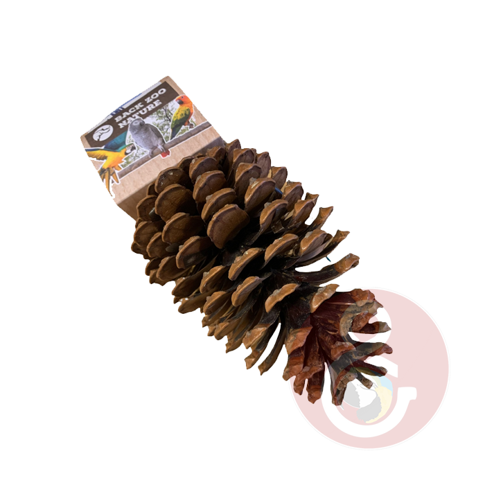 Back Zoo Nature Foraging Pinecone