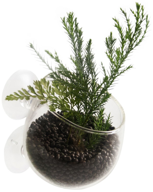 Plant cup glas 9x6x6cm transparant