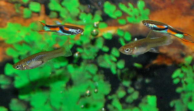 B8 * Endler Gup Man - Poec. Wingei male