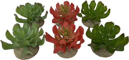 Echeveria 1 8,5x8x5,8cm gemengde kleuren
