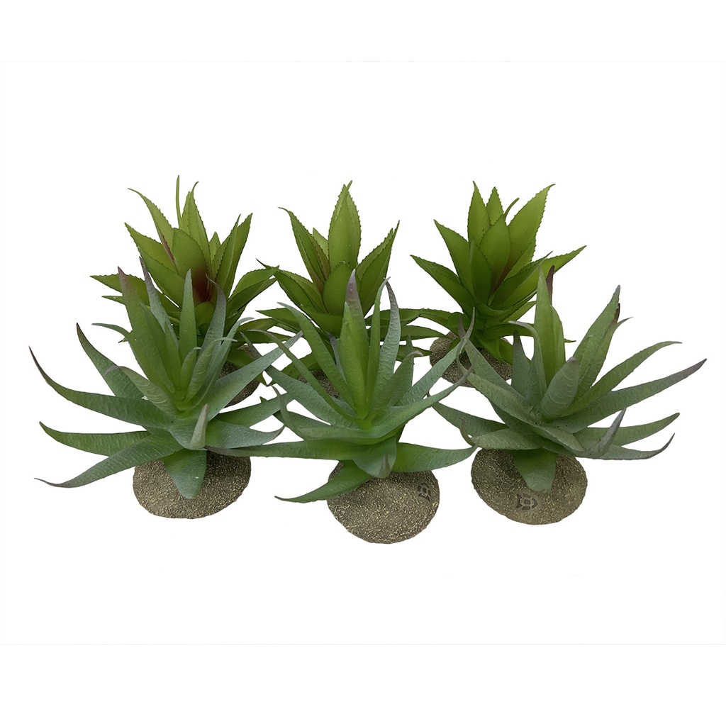 Aloe 12x11x11,5cm gemengde kleuren