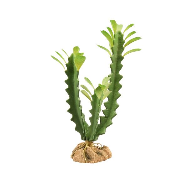 Zoo Med Euphorbia