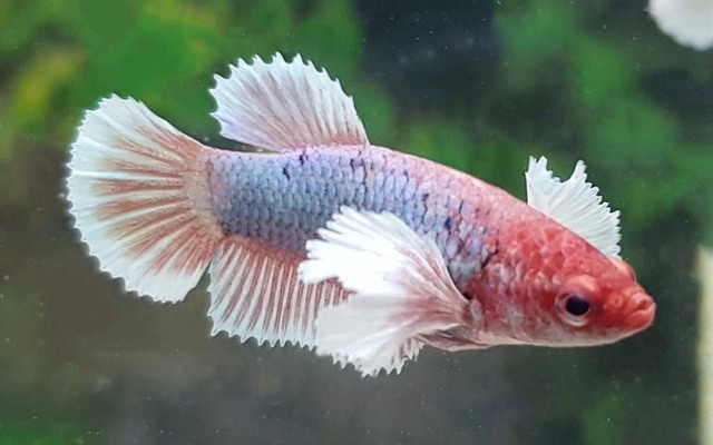 Kempvis Dumbo Ear Vrouw Betta splendens female
