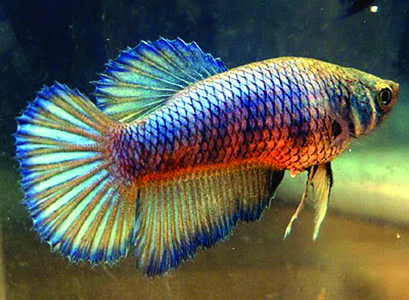 Kempvis Vrouw Betta splendens female