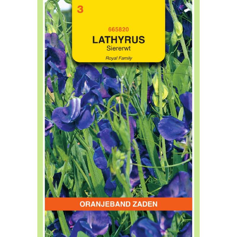 OBZ Lathyrus , Reuk- of siererwt Royal, blauw