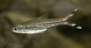 B17 Knipstaartrasbora - Rasbora Trilineata