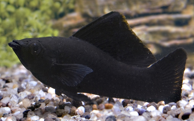 B14 ** Black Molly - Poecilia Sphenops Black