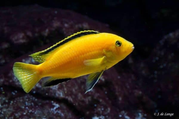 Malawicichlide Geel Labidochr. Caeruleus Yellow