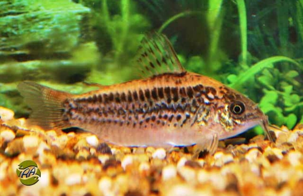 Corydoras elegans