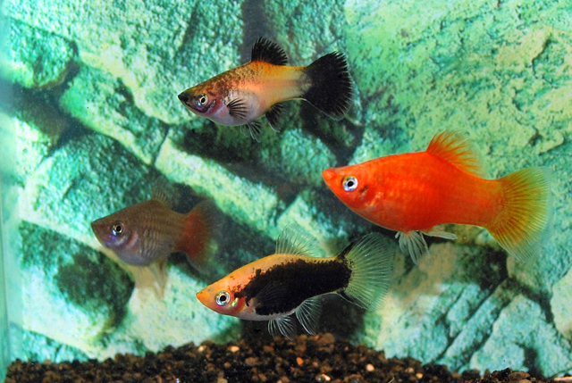 * Platy mix - Xiph. Mac. Mix M