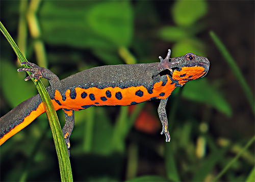 Chinese vuurbuiksalamander - cynops orientalis