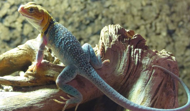 Halsbandleguaan - Crotaphytus collaris
