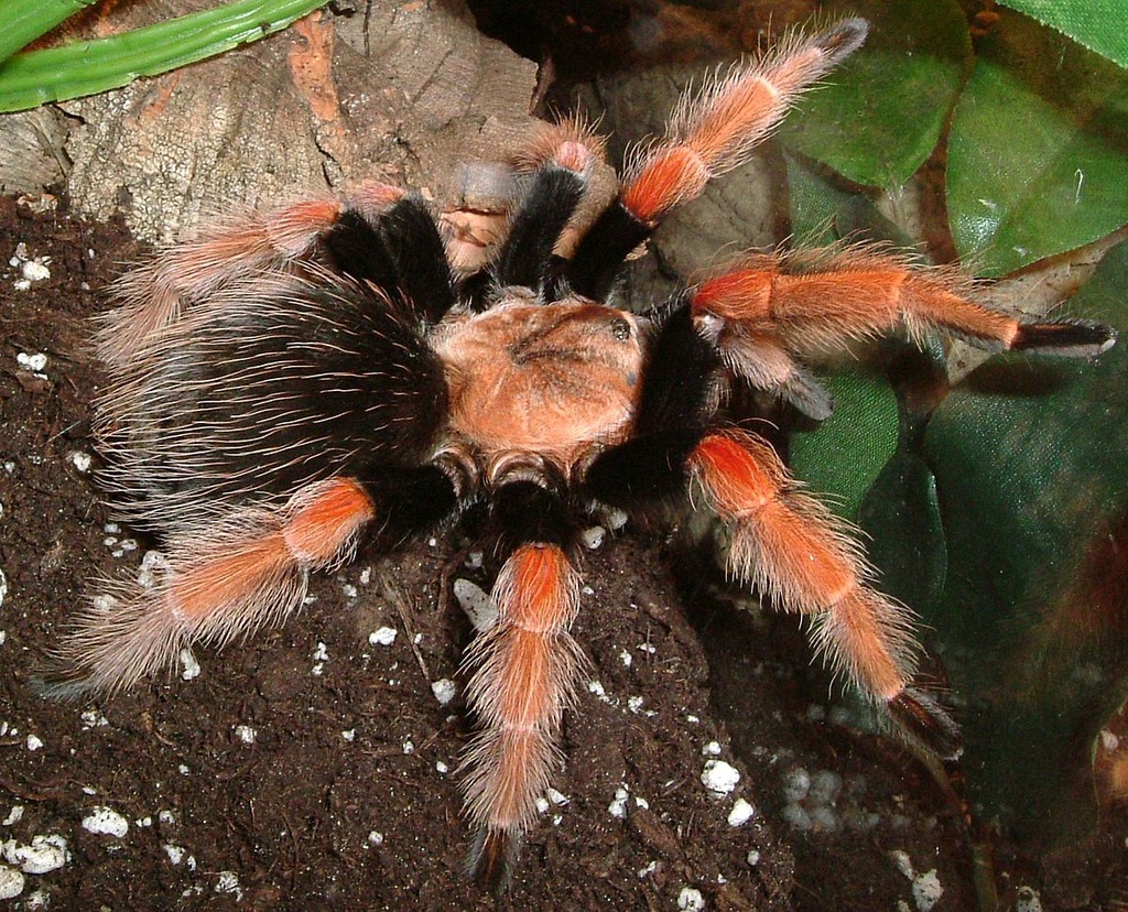 Mexicaanse Roodpootogelspin - Brachypelma boehmei