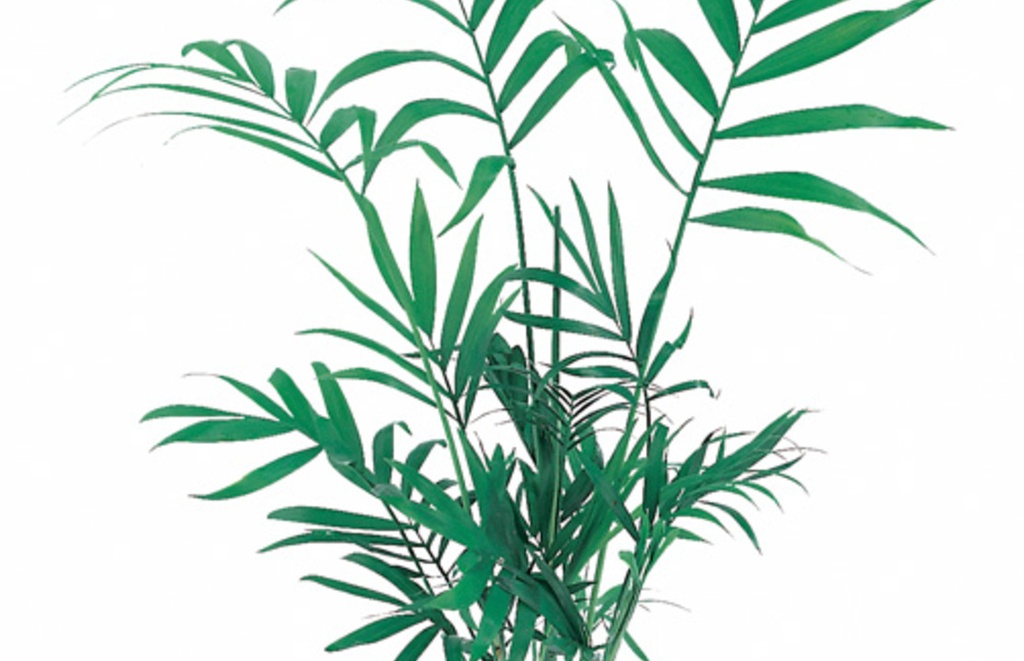 Chamaedorea elegans