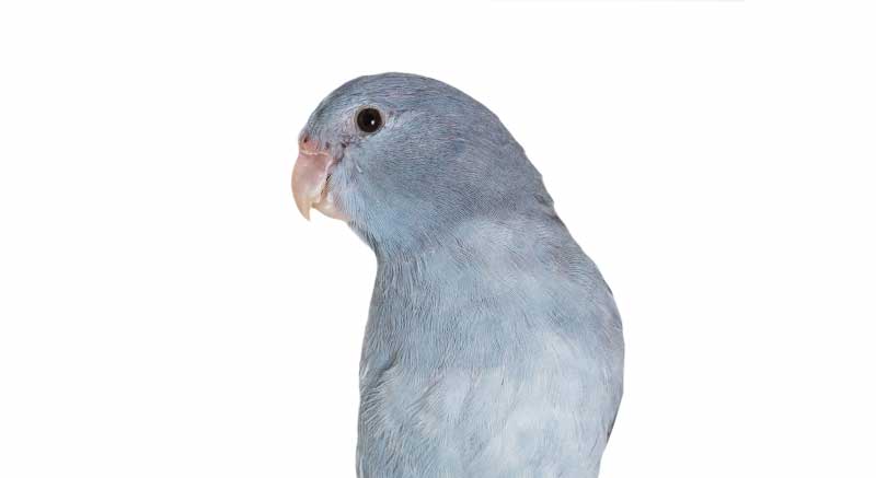 Agapornis Forpus