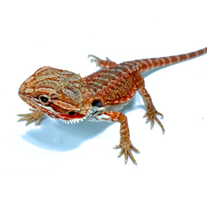 # Baardagaam baby - Pogona vitticeps