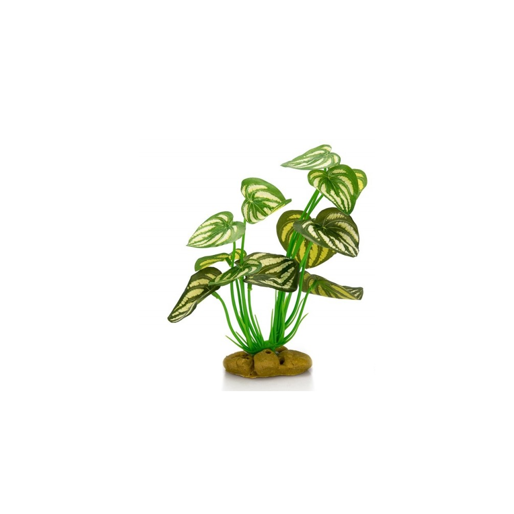 ! Giganterra - Staande Plant 1