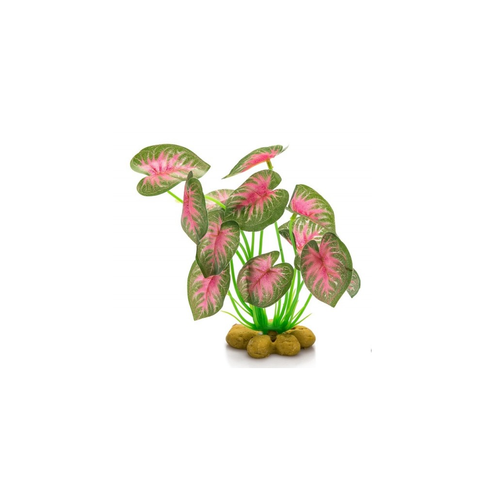 ! Giganterra - Staande Plant 4