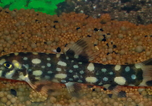B15 * Polkadot Botia - BOTIA KUBOTAI M