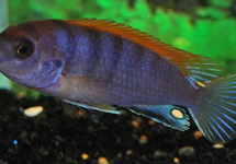 B1 Malawi cichlide hongi - LABIDOCHROMIS SP. HONGI RED TOP M