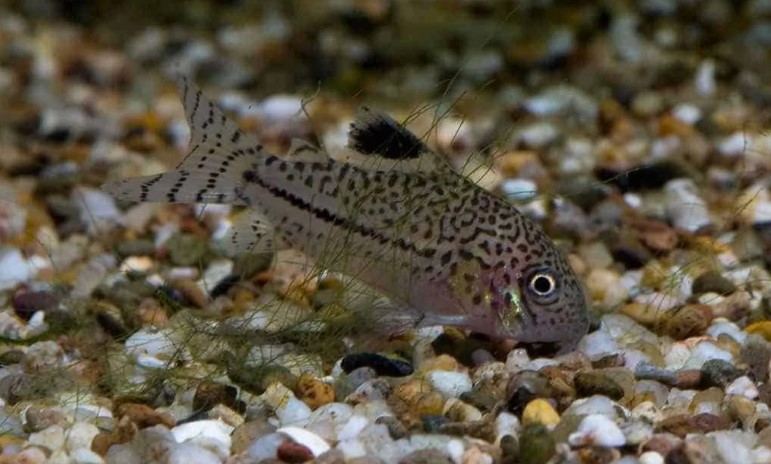 B8 * Corydoras Pantsermeerval Julii bred