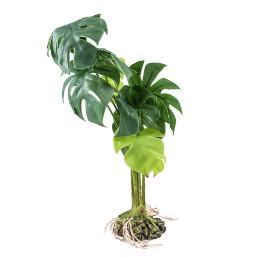 [242/480793] Monstera M - 20x20x35cm groen