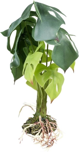 [242/480809] Monstera L - 20x20x45cm groen