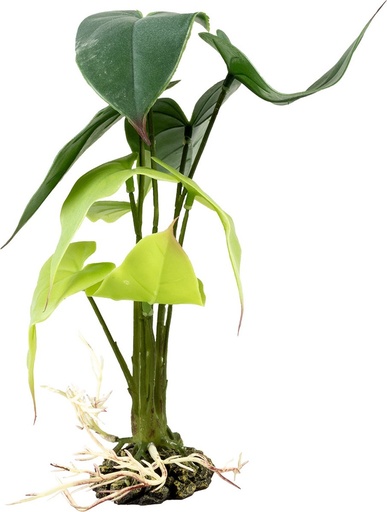 [242/480816] Alocasia S - 15x15x28cm groen
