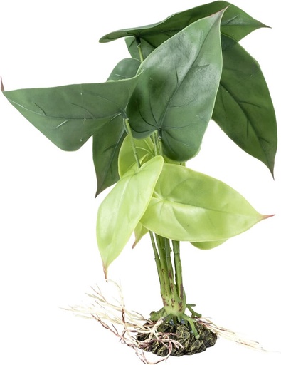 [242/480823] Alocasia M - 20x20x35cm groen