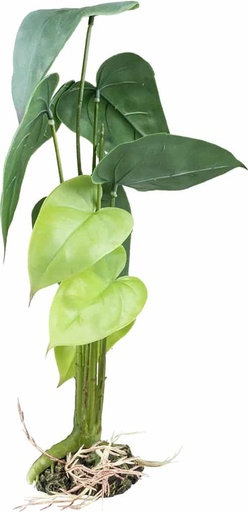 [242/480830] Alocasia L - 20x20x45cm groen